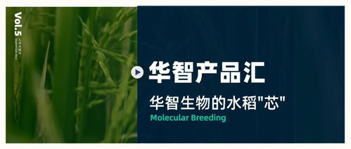 華智產品匯 技術先行，以生物技術驅動水稻育種創新