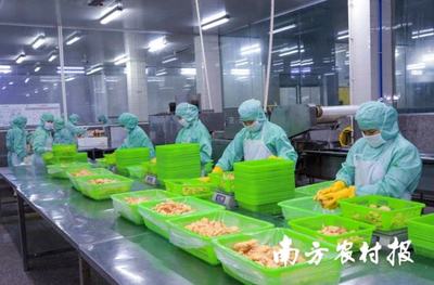 面包蝦、鳳尾蝦.年產(chǎn)量超2500噸!電白喊你來(lái)嘗對(duì)蝦預(yù)制菜